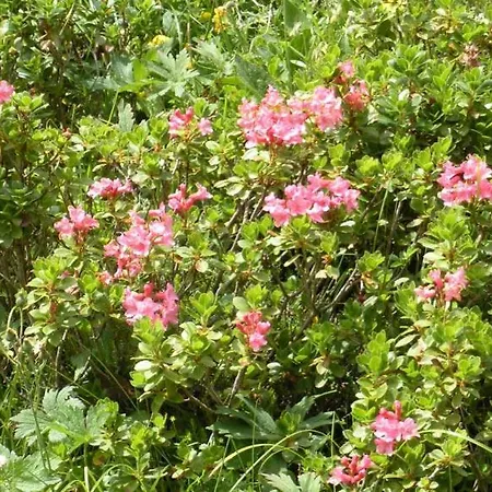 Haus Sonja בית אירוח *