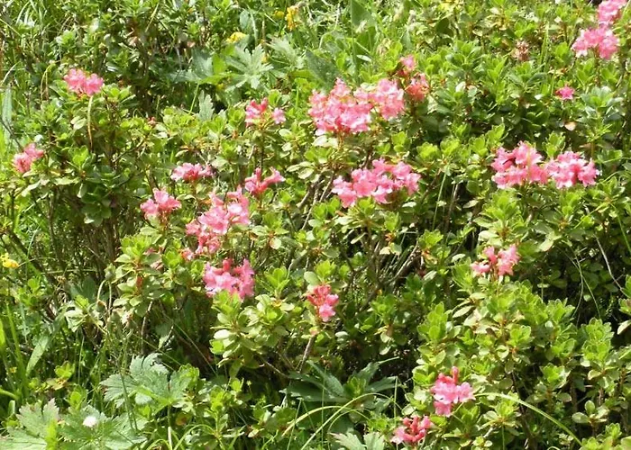 Haus Sonja Alloggio in famiglia *